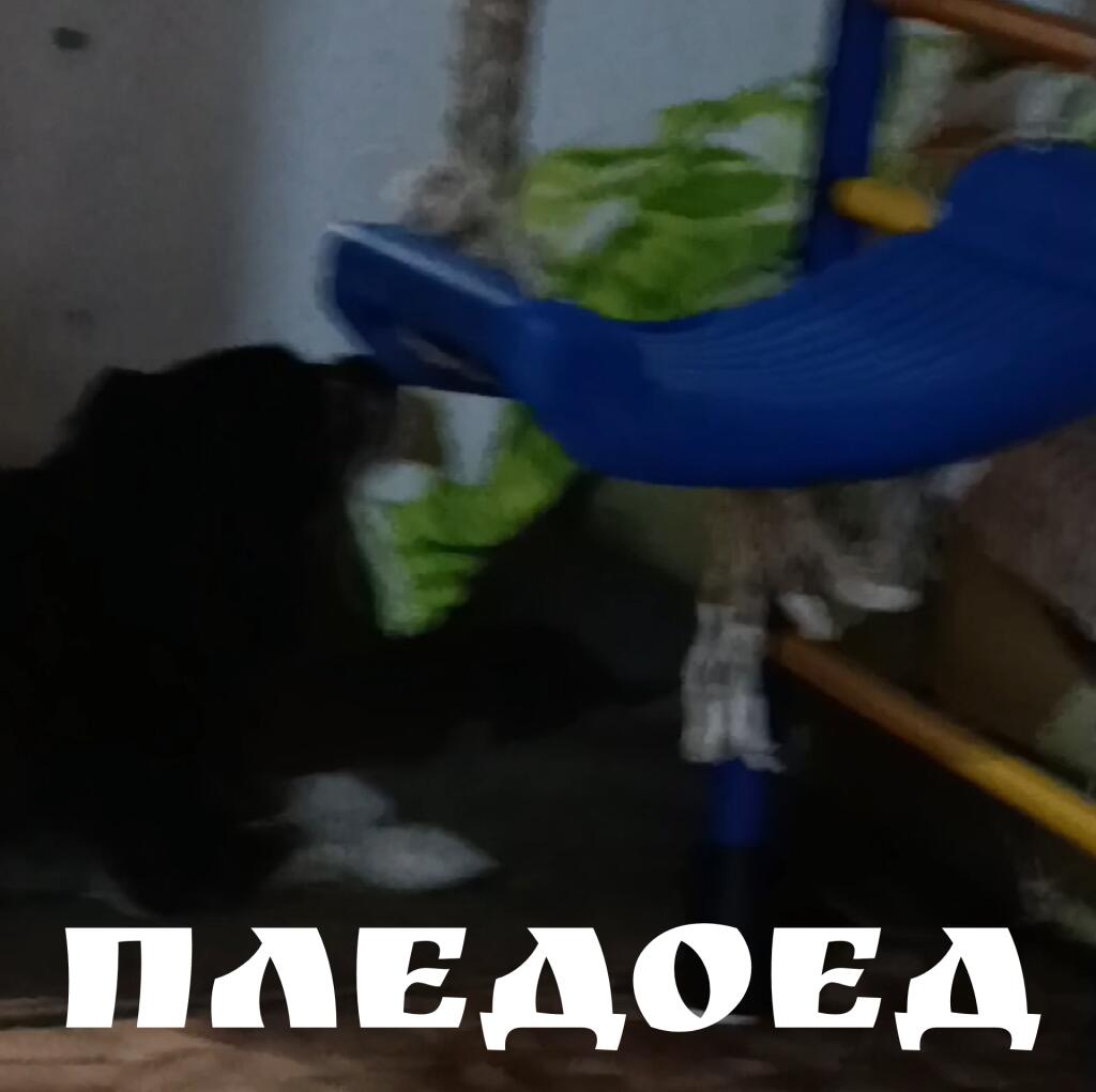 Мем от Debilka
