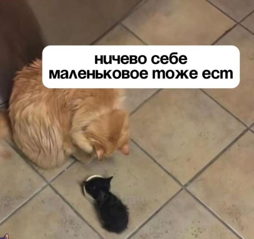 Мем от Meme Creator