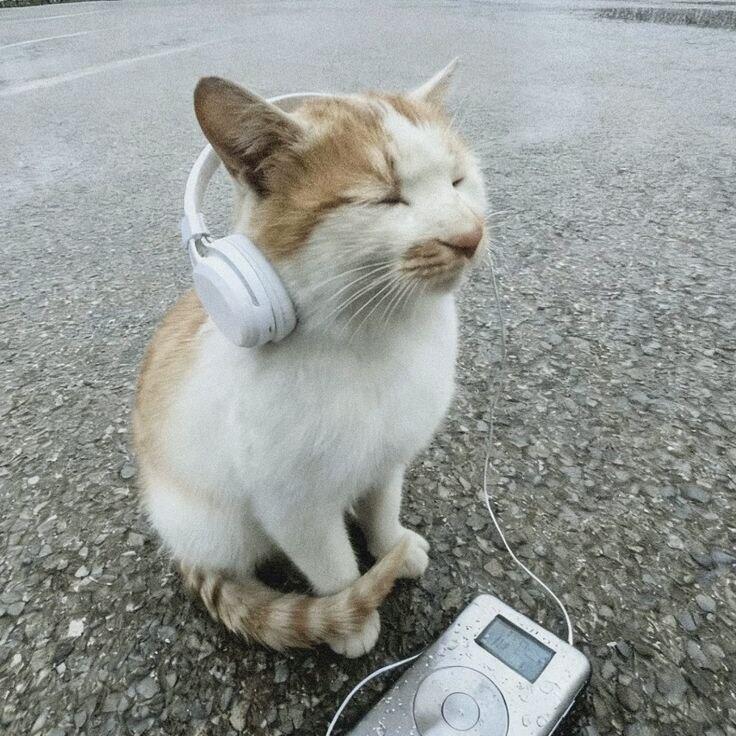 Музокотики