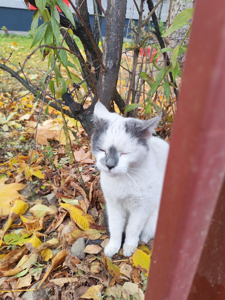 Катейка