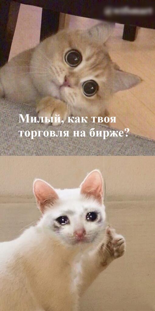 Биржа и коты