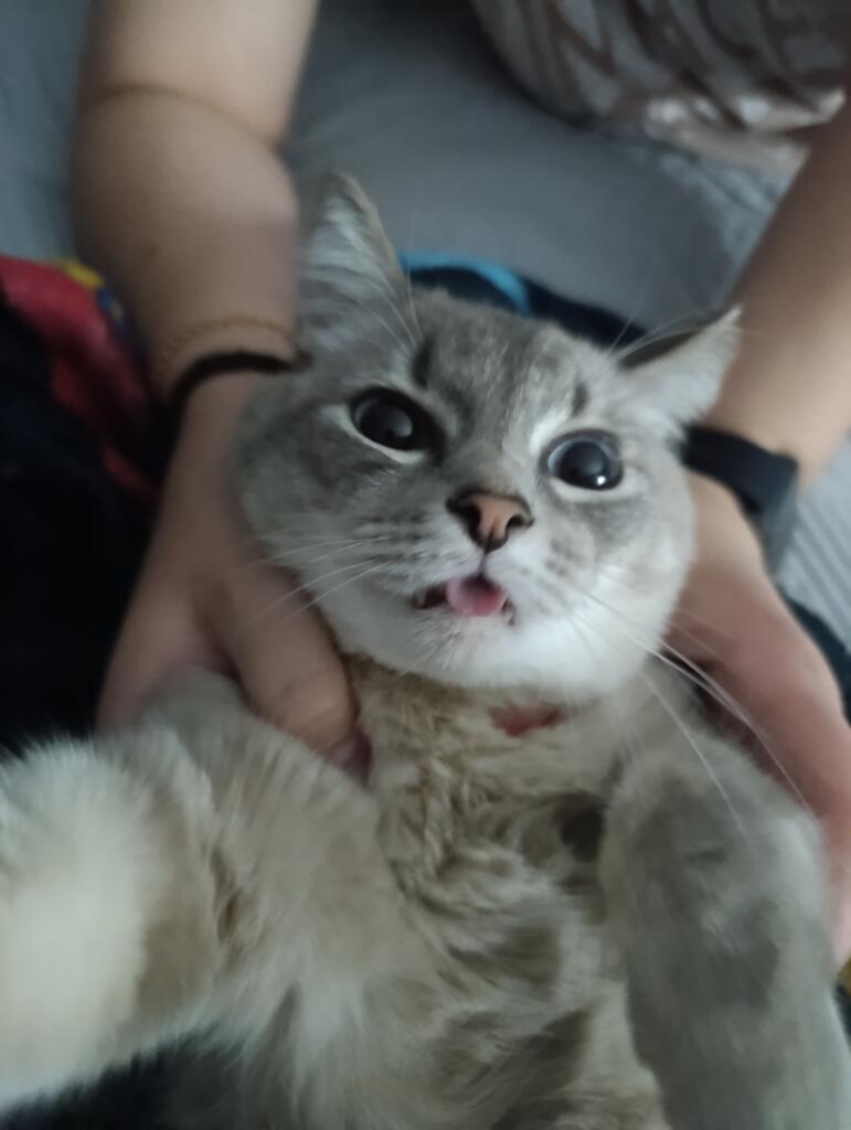 Котик: запуск ракеты!
-котя ты чего? 
-5... 4...
-котя!
-3... 2...
-надо его держать!
-1... ОШИБКА ОШИБКА!
ПЕРЕНАПРАВЛЯЮ