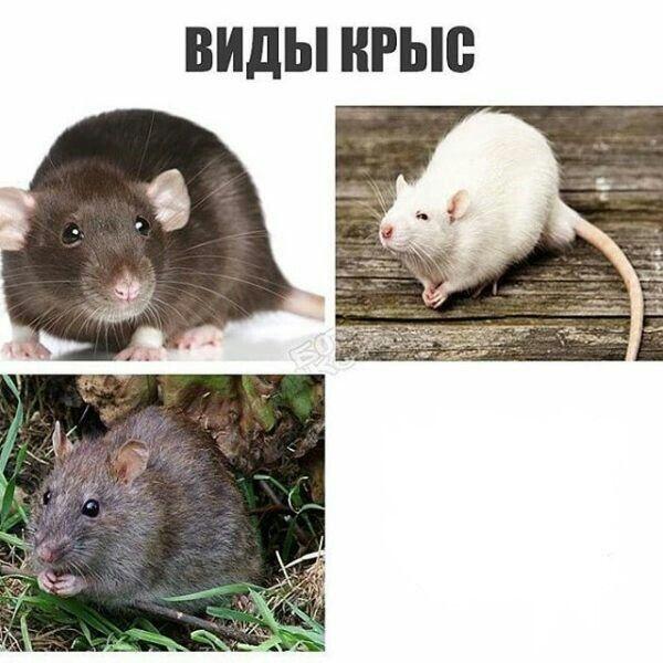 Шаблоны
Если что мемы будут