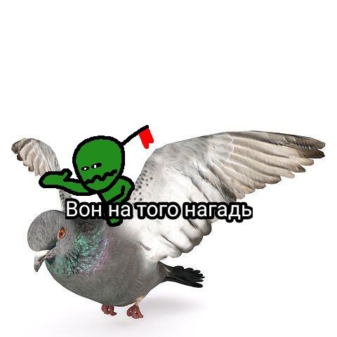 Голубь Геннадий вернулся!