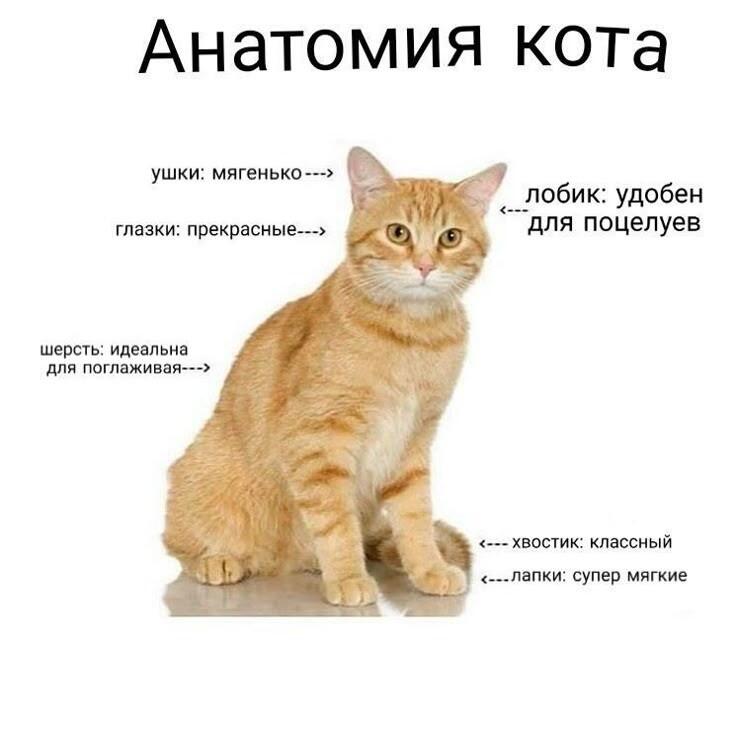 Анатомия кота никогда не бывает лишней!