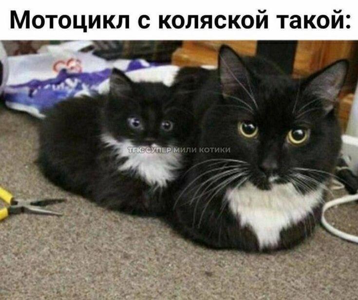 Самый милый мотоцикл