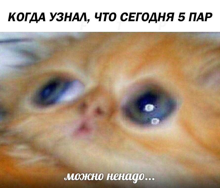 Мем от pong