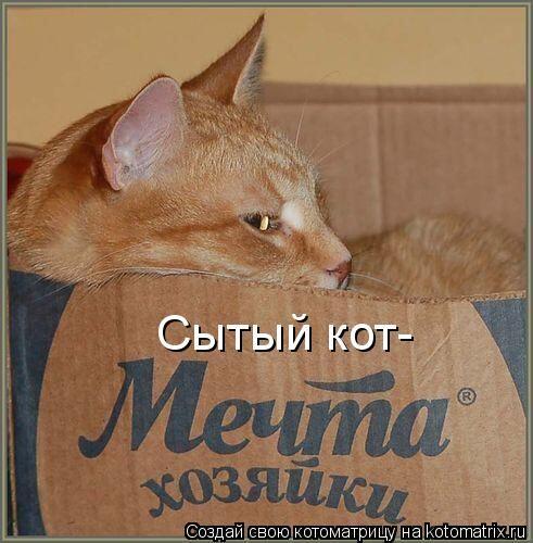 Котик