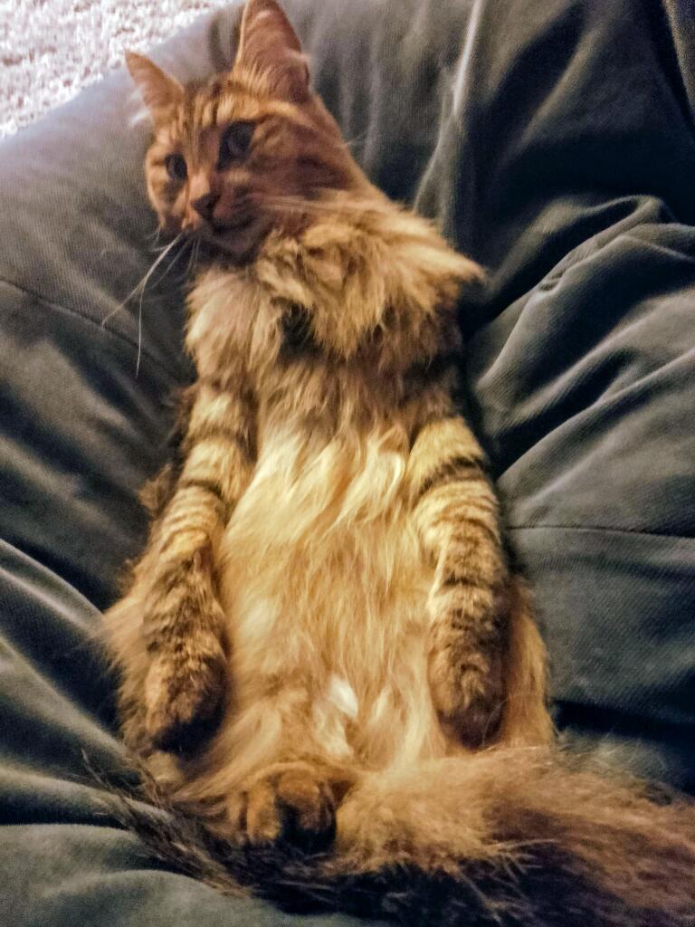Мой кот дрыхнет без задних ног