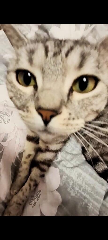 ну тип моя кошка Мася
