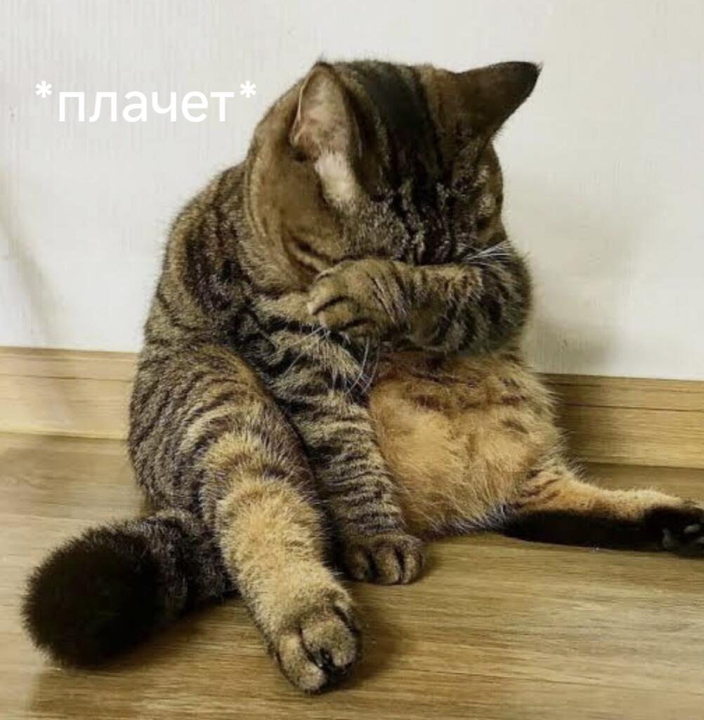 Когда закончилась лента в мемозге