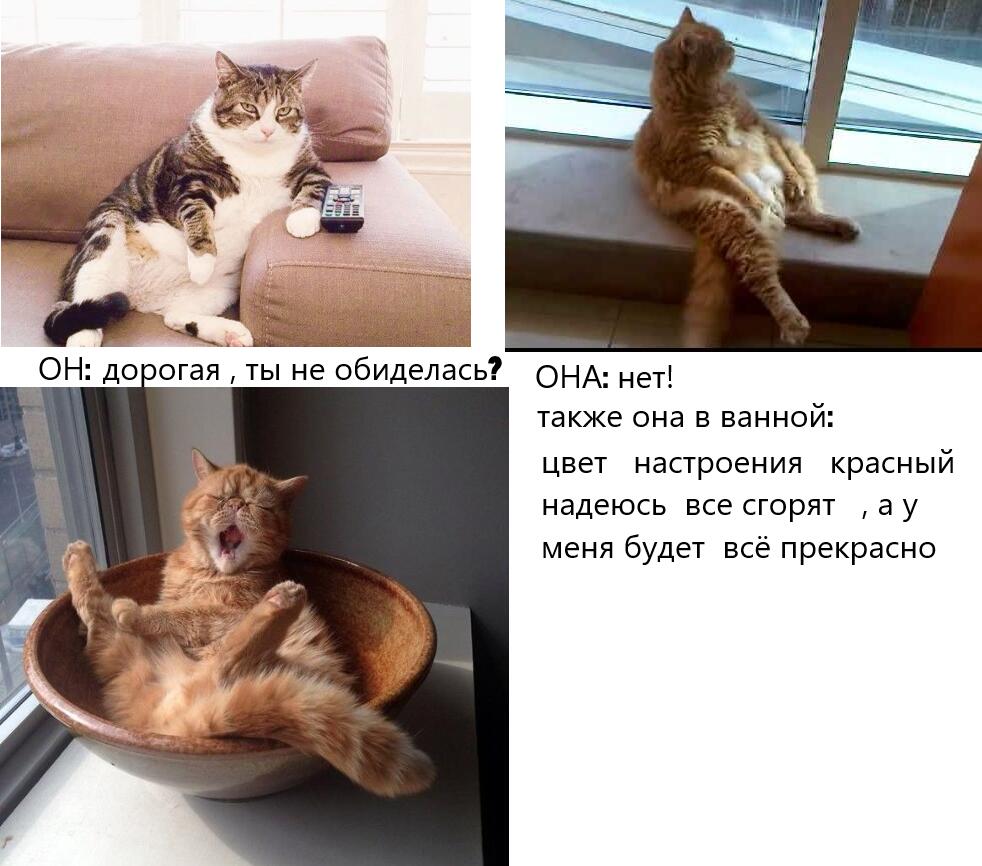 Мем от meme_cat