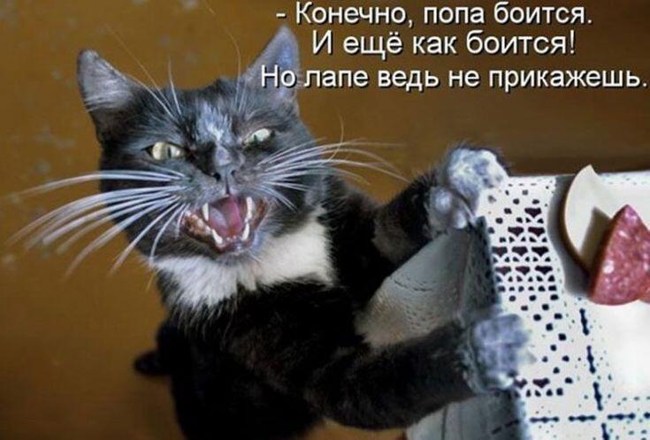 Атака котов