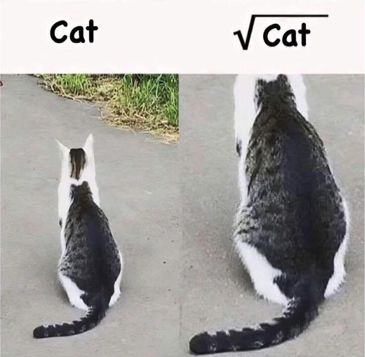 2 кота по цене одного - выгодновое)