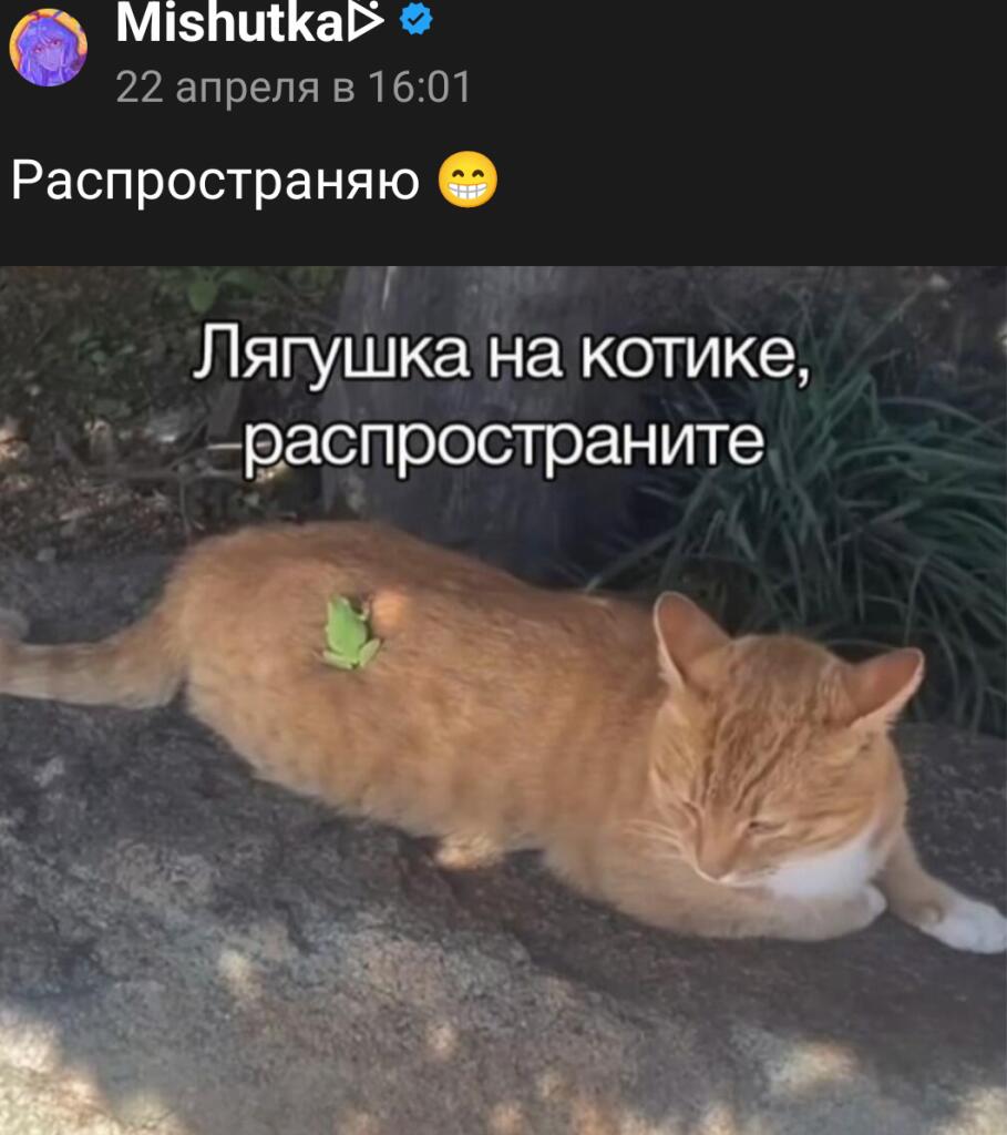 Распространяю, Мишутка