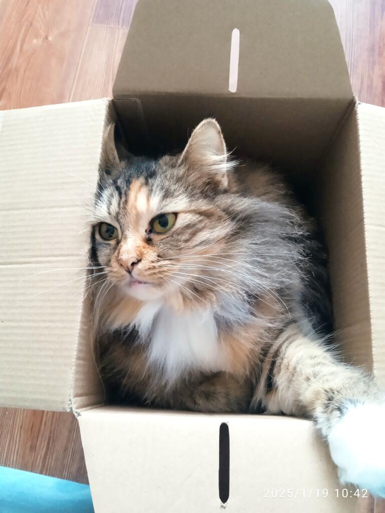 Коротко о том, что я сделаю, если меня будут фотографировать без моего ведома (на примере моей кошки):
