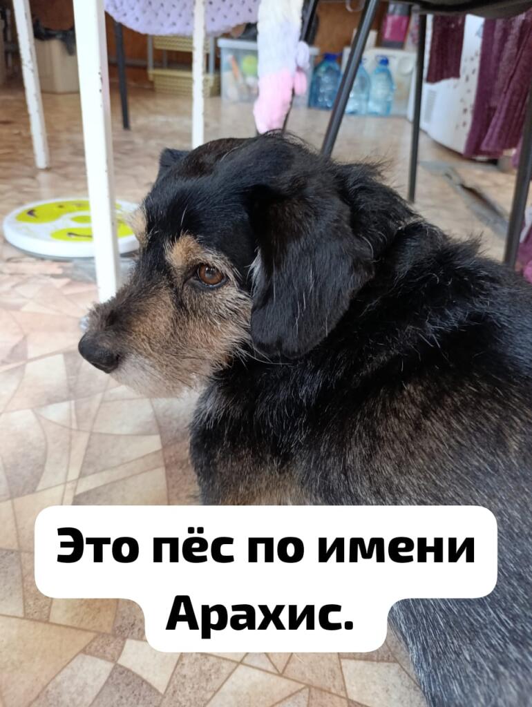Мой пёс теперь - мой мем!