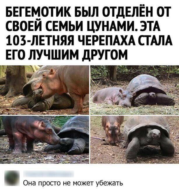 Мем без подписи