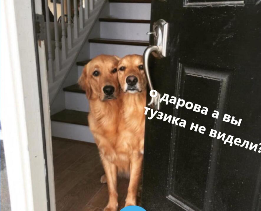Мем от саня4оус