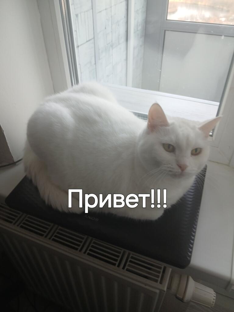 Будет хорошо если Сова решит сделать мем-баттл 2025 на Новый год. Я потом напишу Сове.