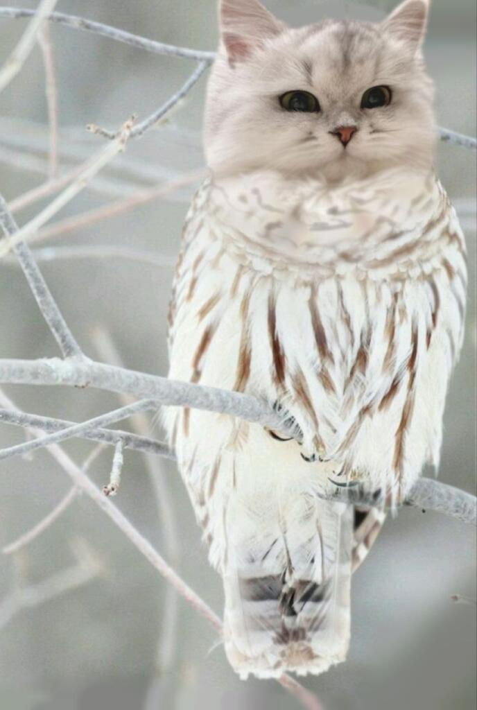Всем привет , первый пост на мемозге 
Polar Meowl