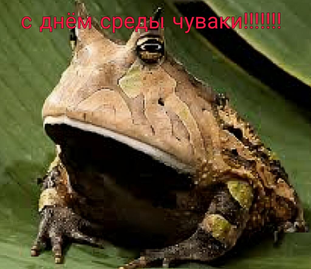 С ДНЁМ СРЕДЫ ПАЦАНЧИКИ