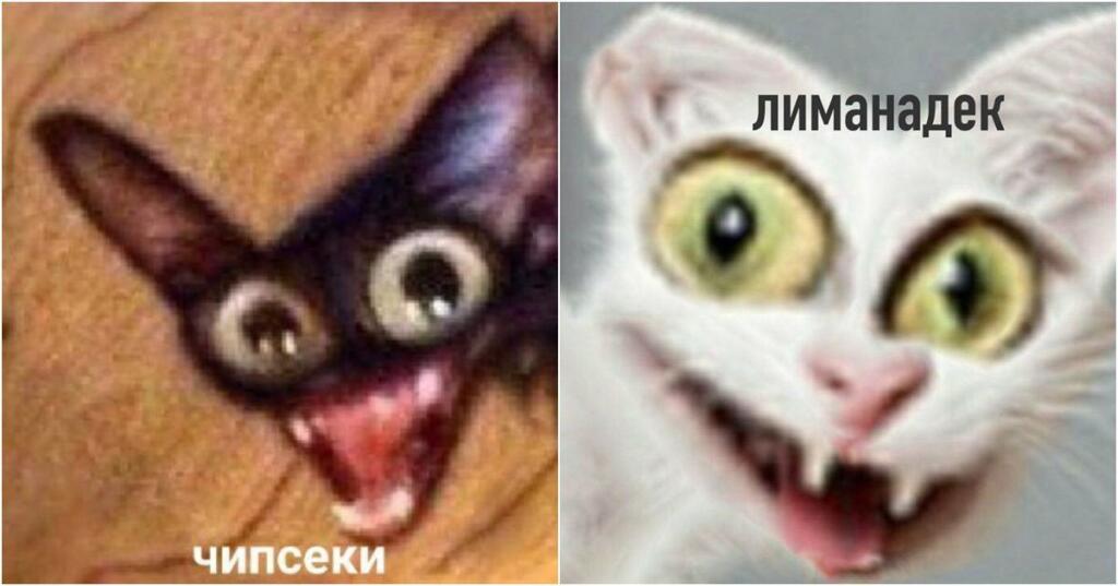 Кот стасик и ленка