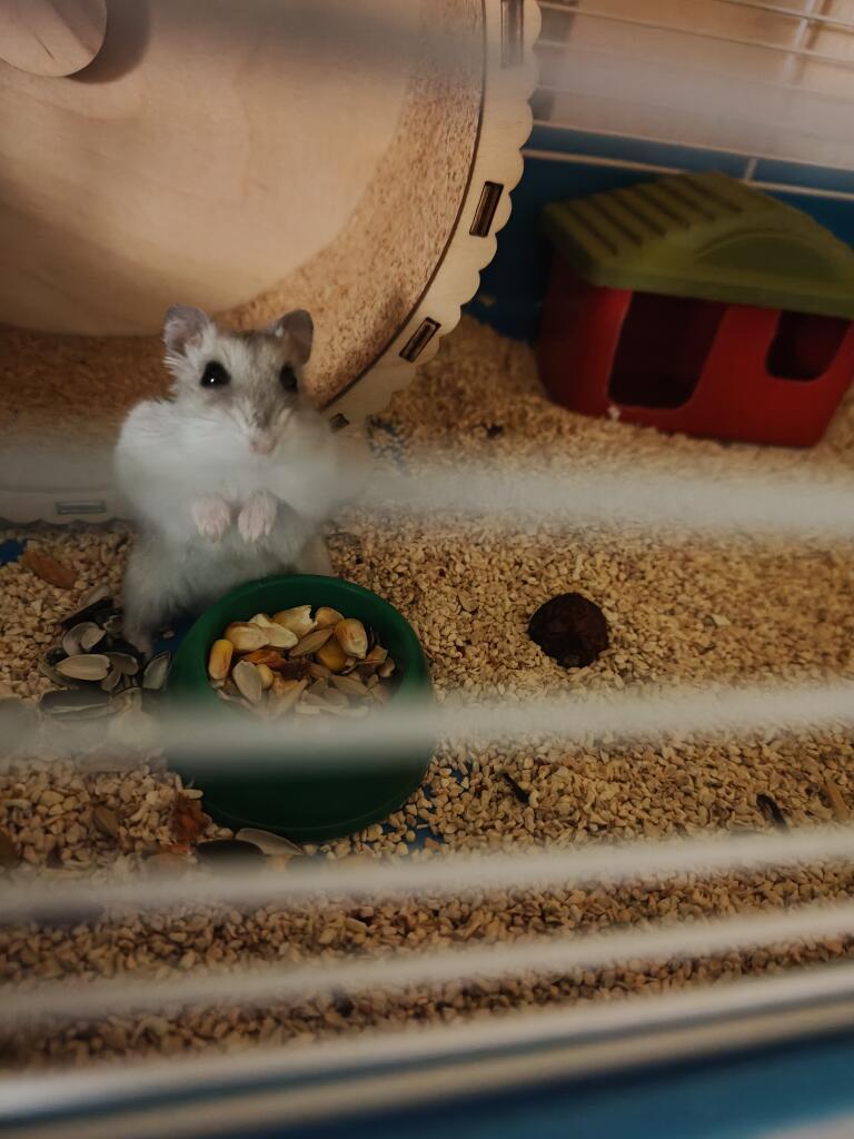 Хомячки:3