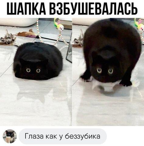 Мем от саня4оус