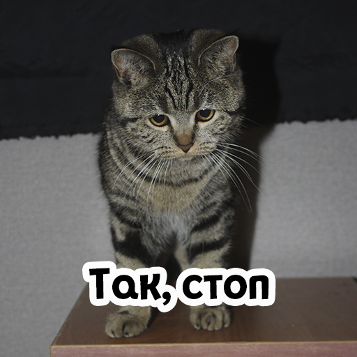Стикер