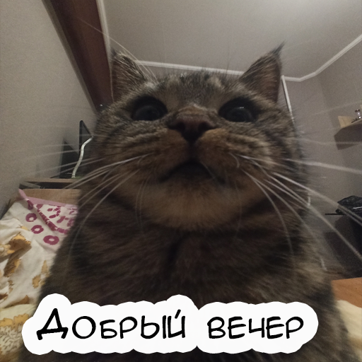 Стикер