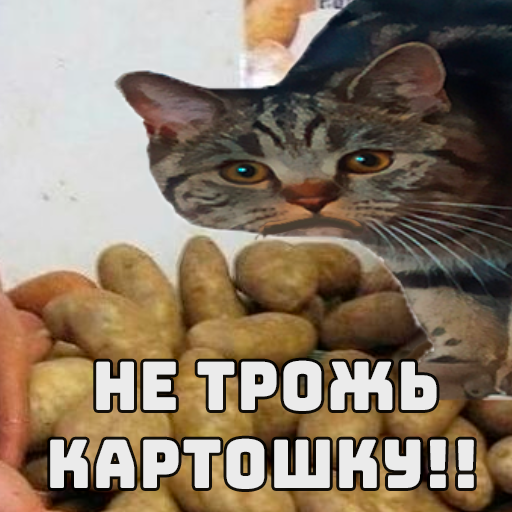 Стикер