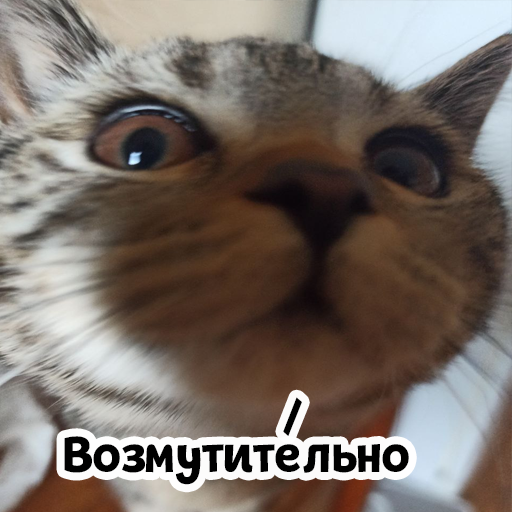 Стикер