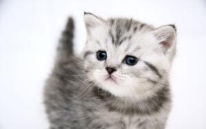 котик_25k