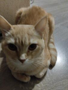 Koshka738