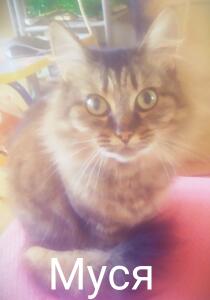 Musia_Cat