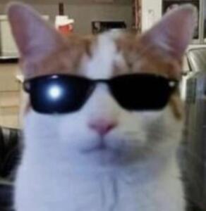 Важный котейка