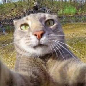 BARABASHKA KATS