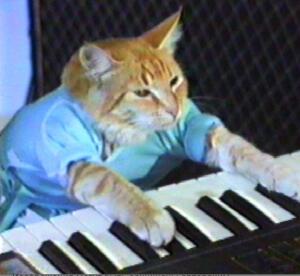 Mem_Cat
