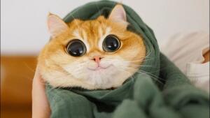 Кото-Мемы
