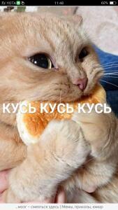 Lord_memes пьет 5 лет чай